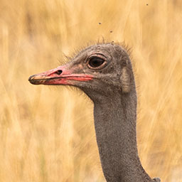 Ostrich Admin Menus logo