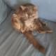 Tom the Cat